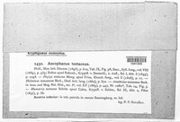 Image Associated With the Occurence